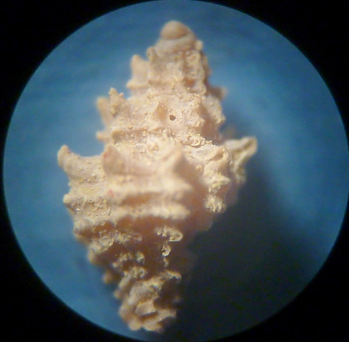 Muricopsis ?
