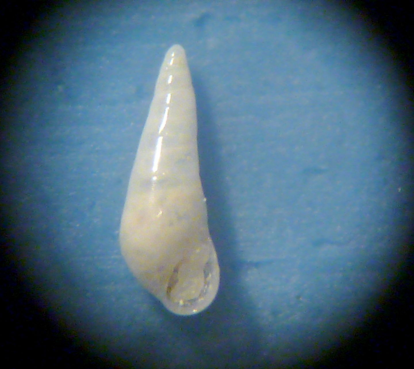 Eulimide