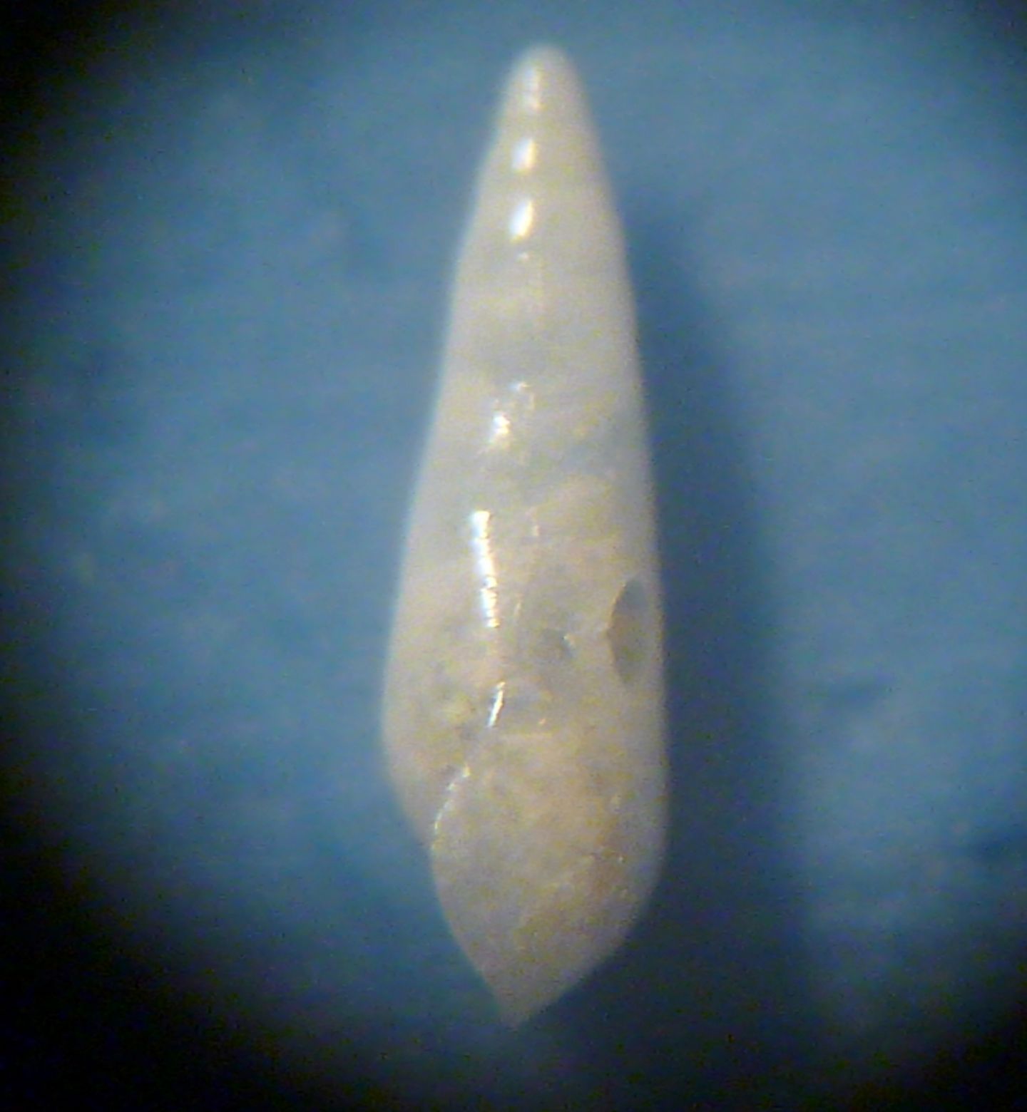 Eulimide