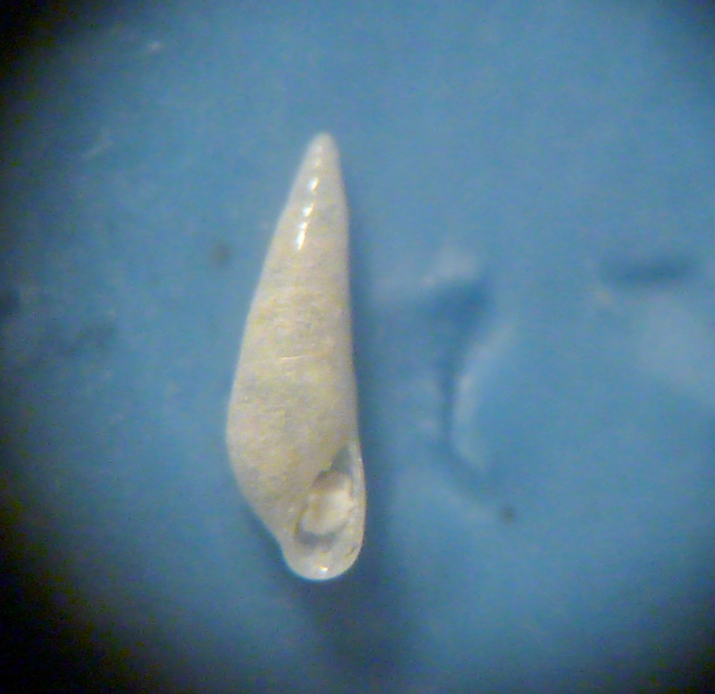 Eulimide 2