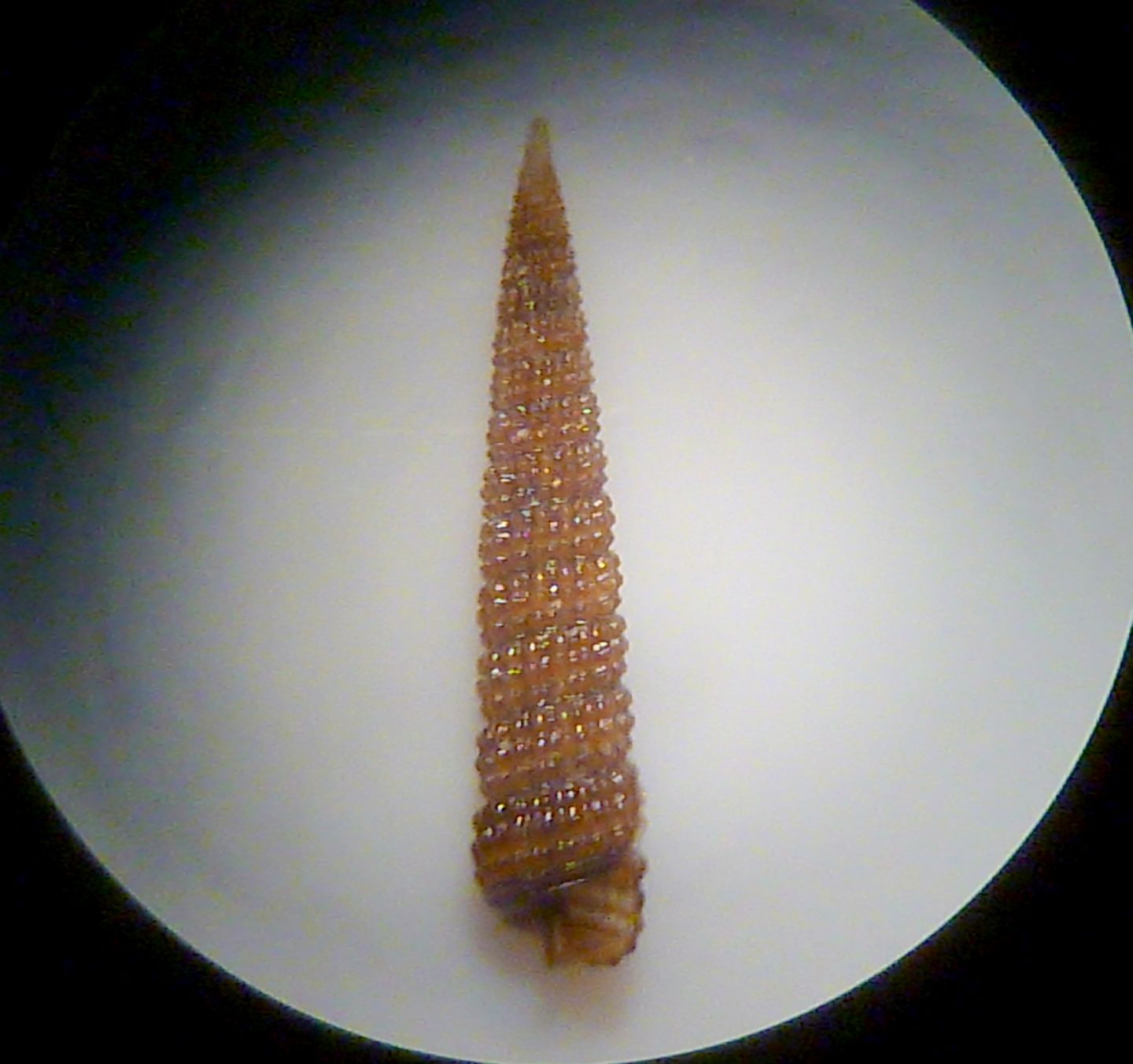 Cerithiopsis 1