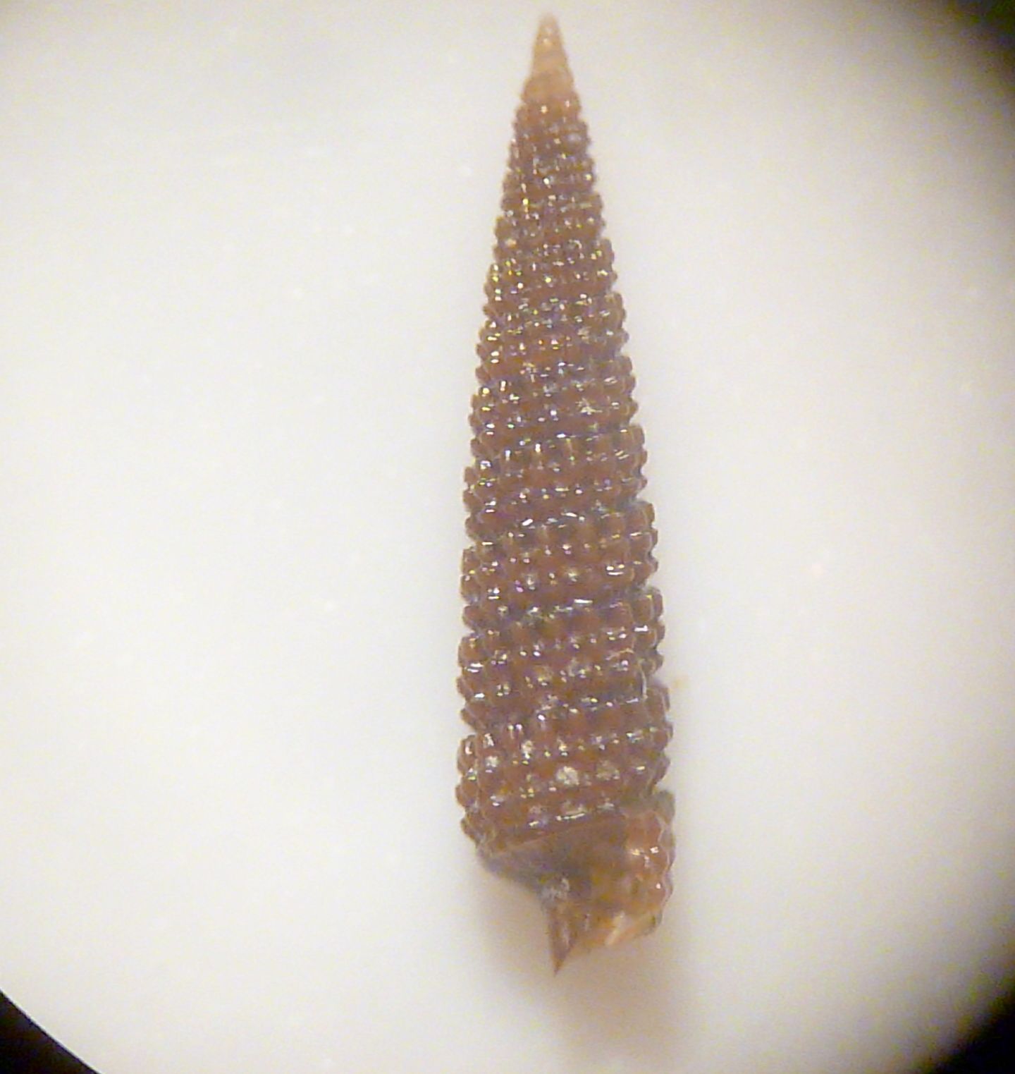 Cerithiopsis 2