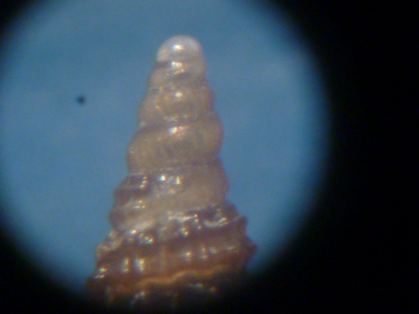 Cerithiopsis 2
