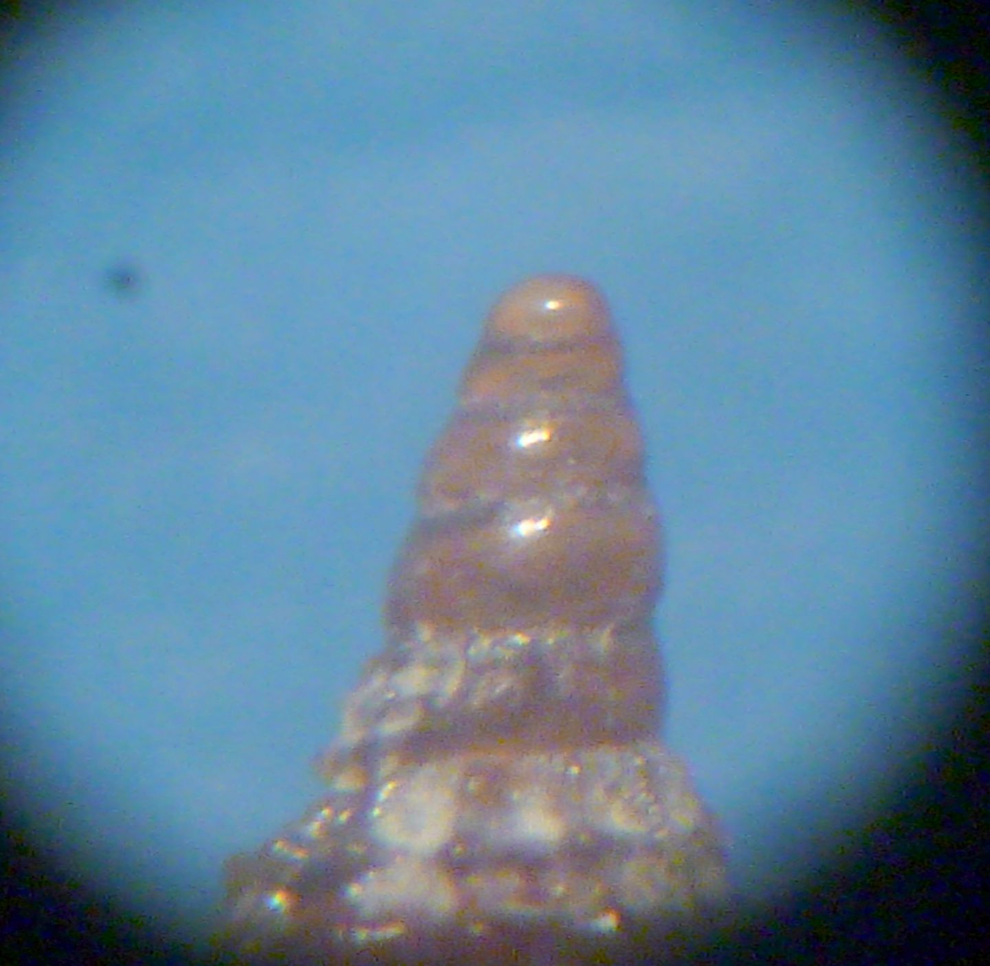Cerithiopsis 3