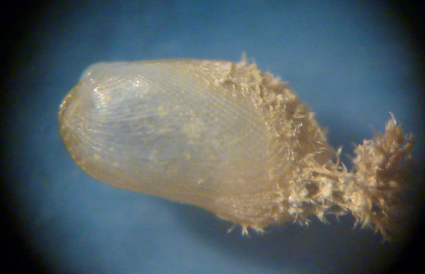 Gragariella semigranata?