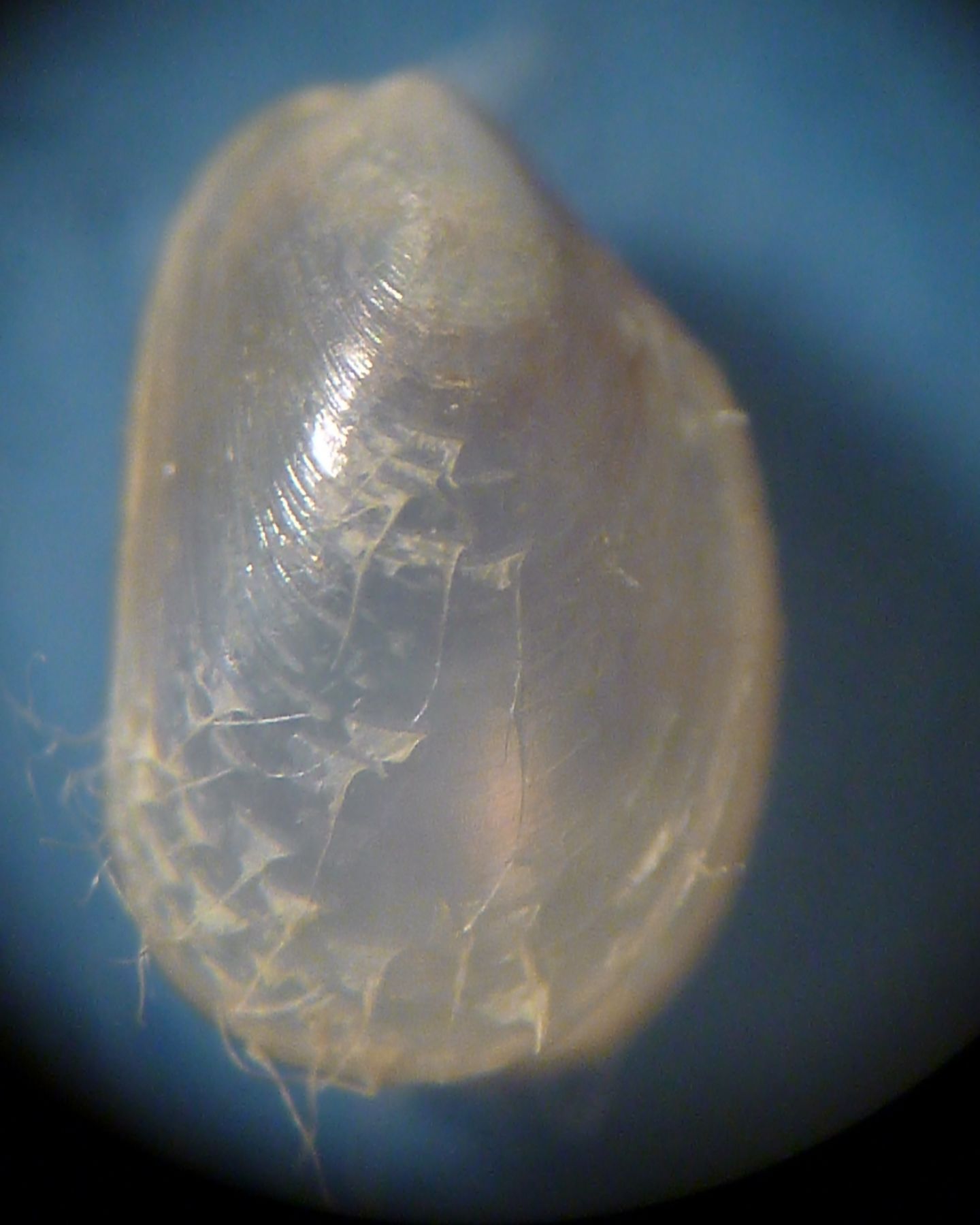 Modiolula phaseolina?