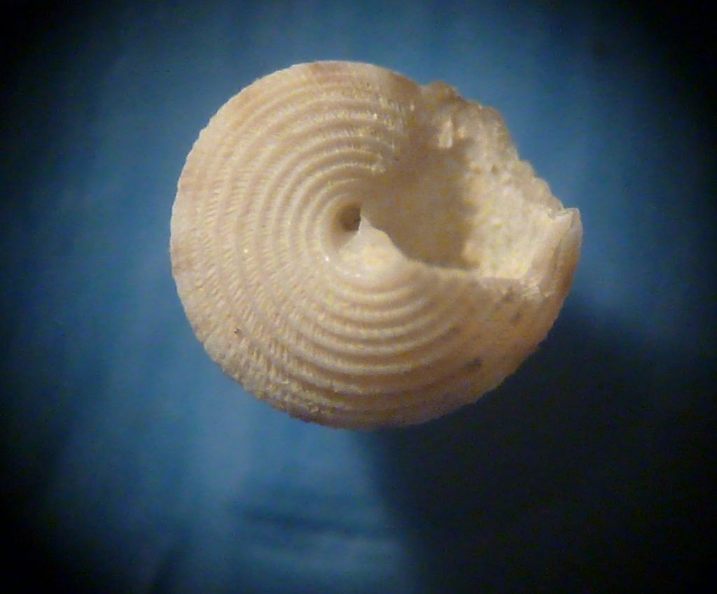 Trochide juv.