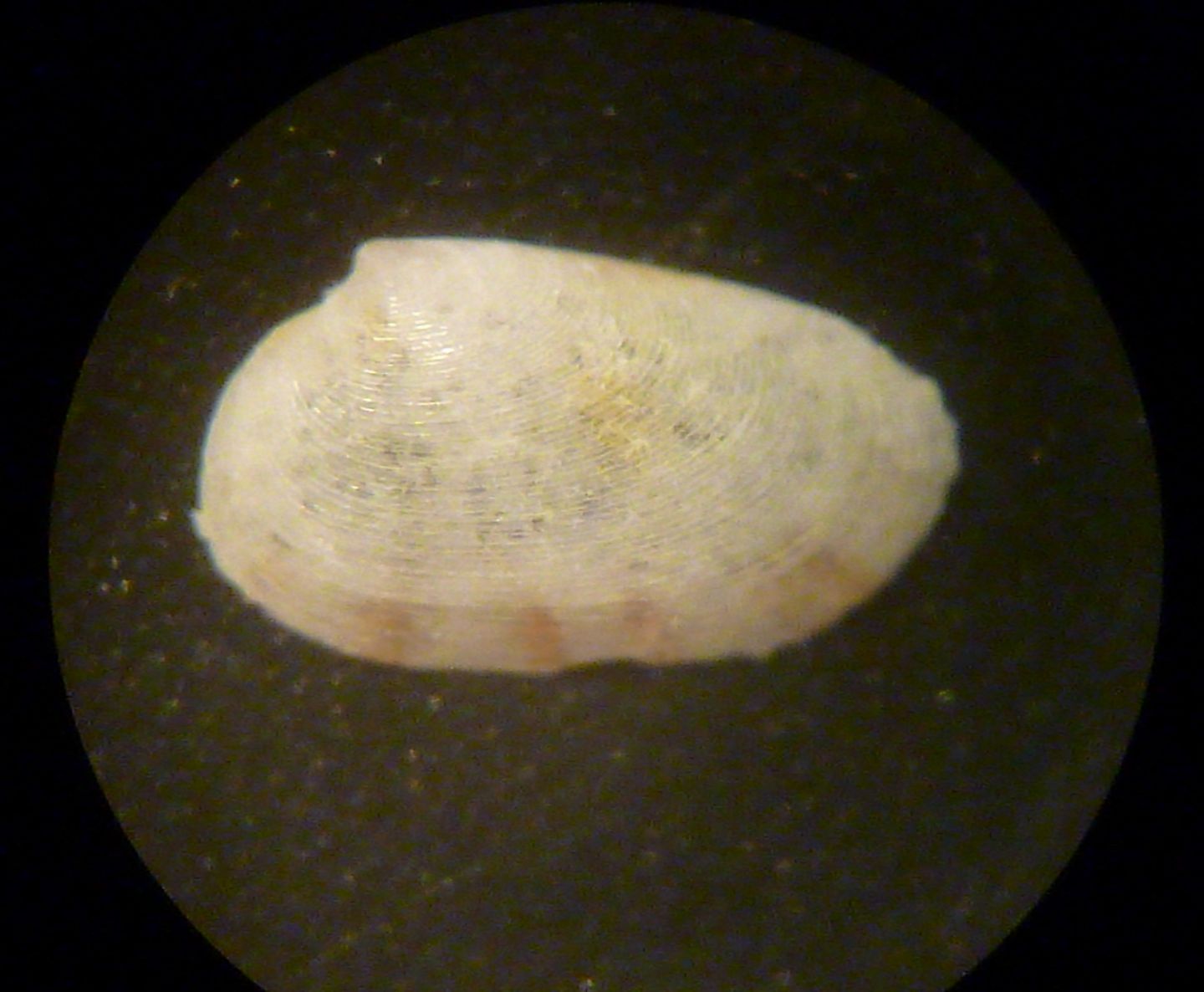 Tellina donacina?