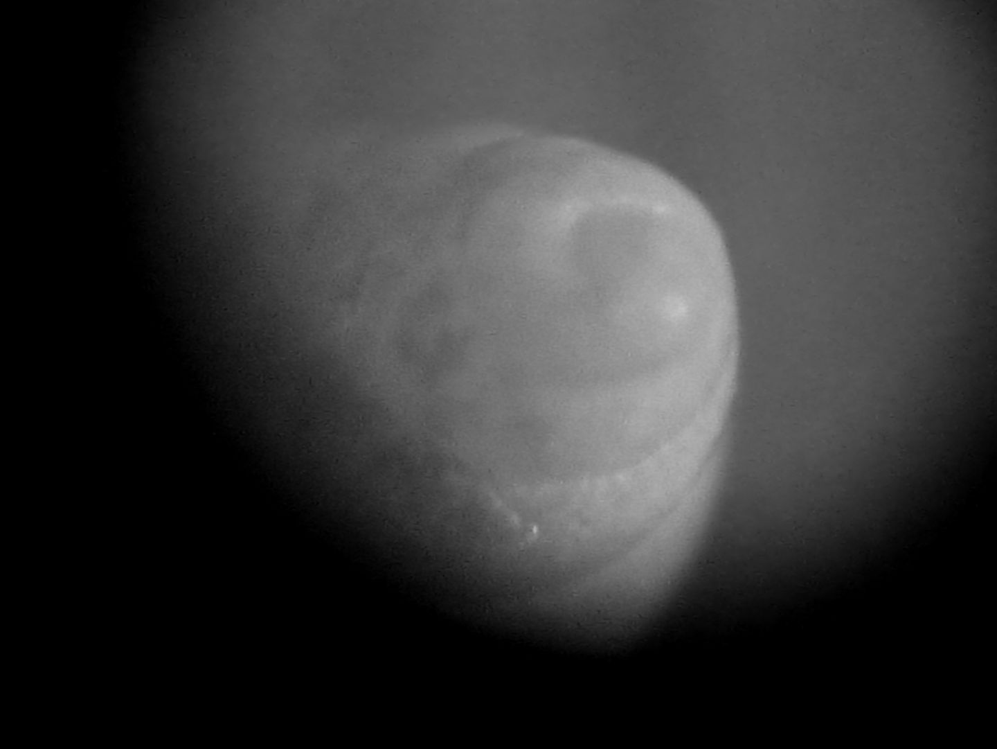 Odostomia da determinare