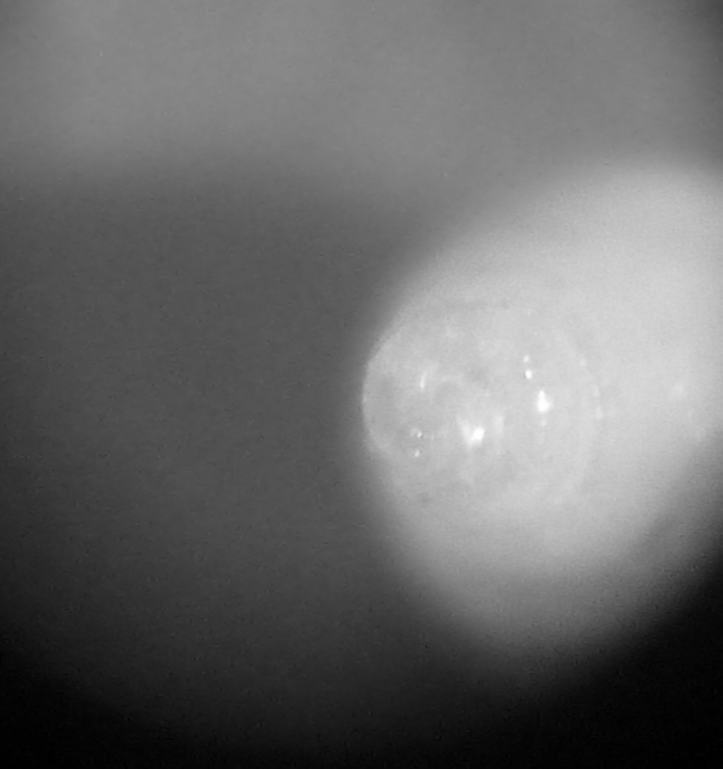 Odostomia da determinare