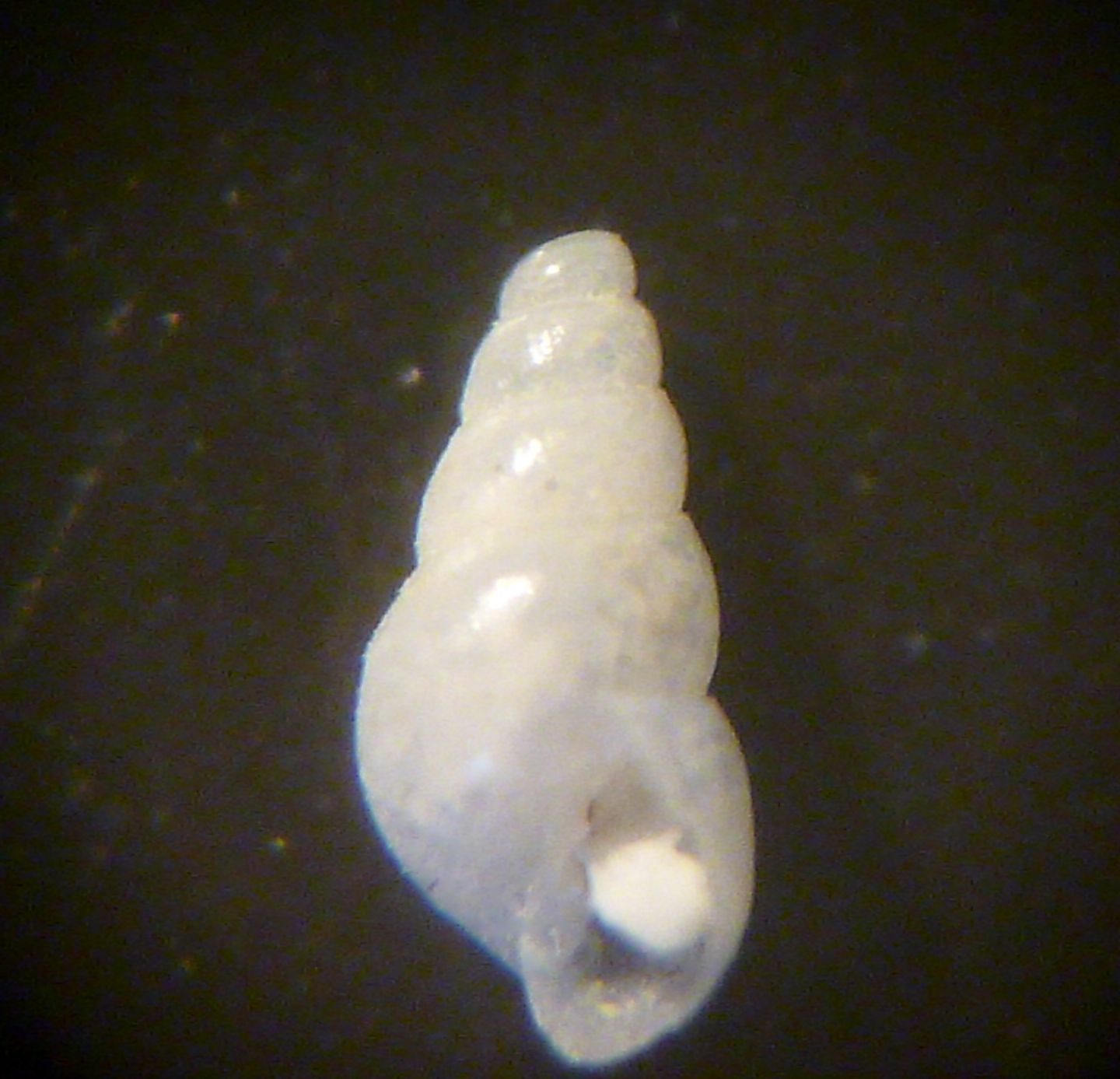 Odostomia da determinare