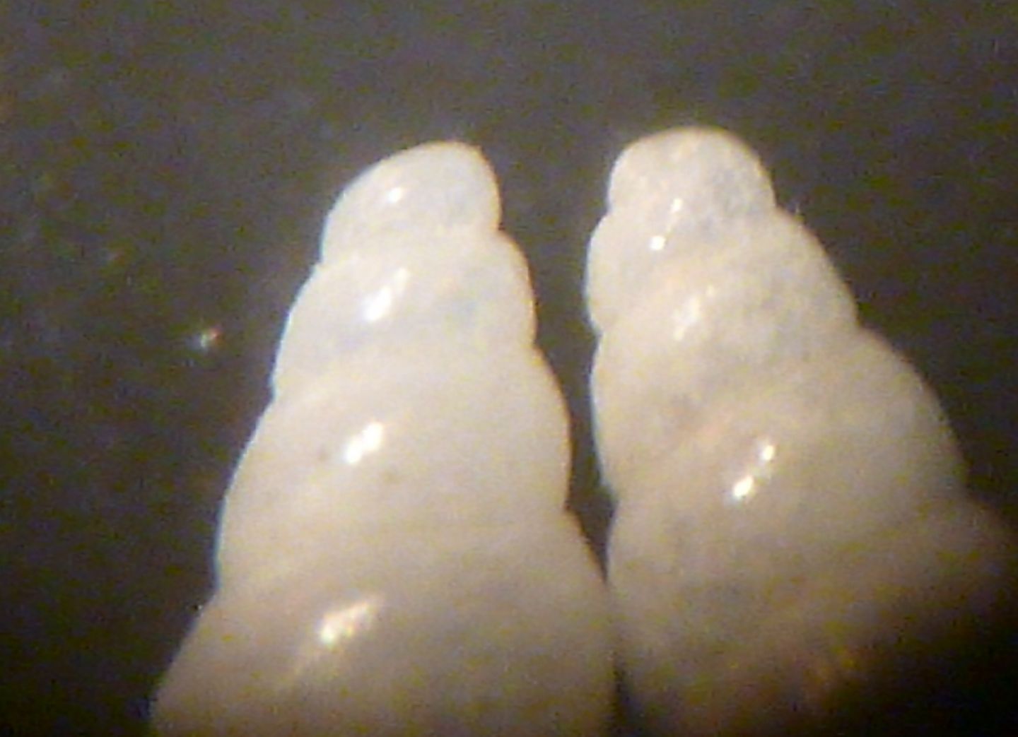 Odostomia da determinare