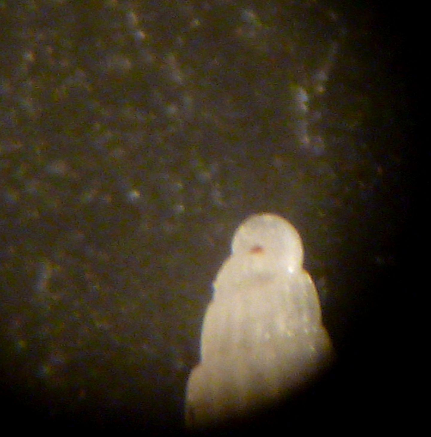Turbonilla hamata?