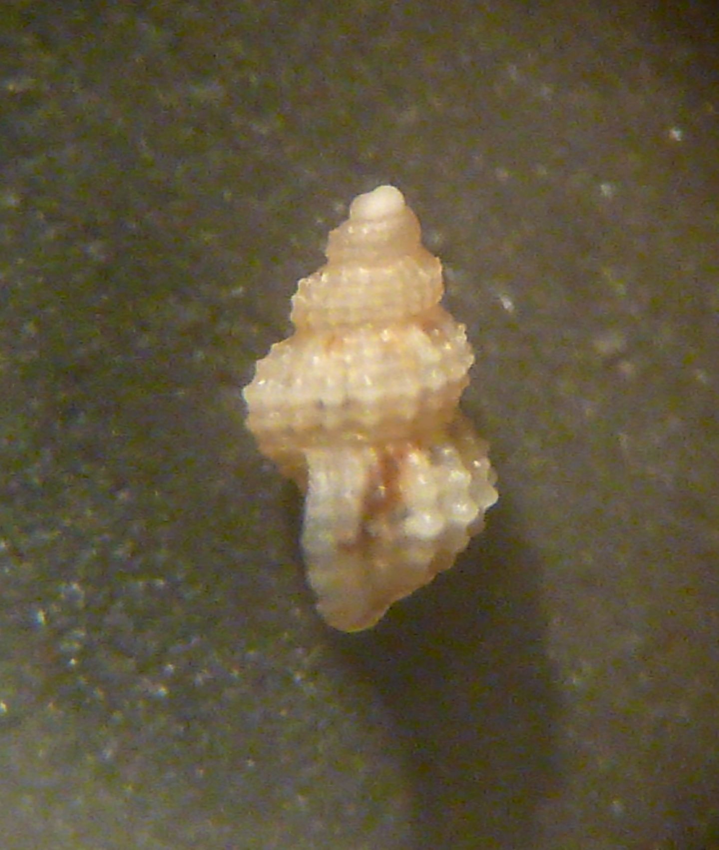 Alvania scabra?