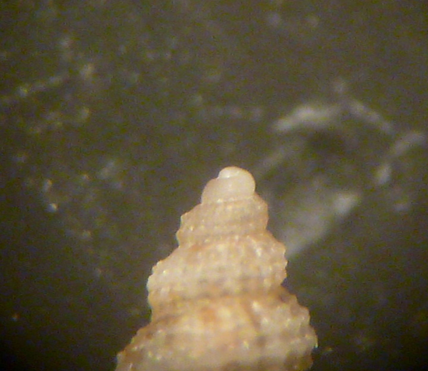 Alvania scabra?
