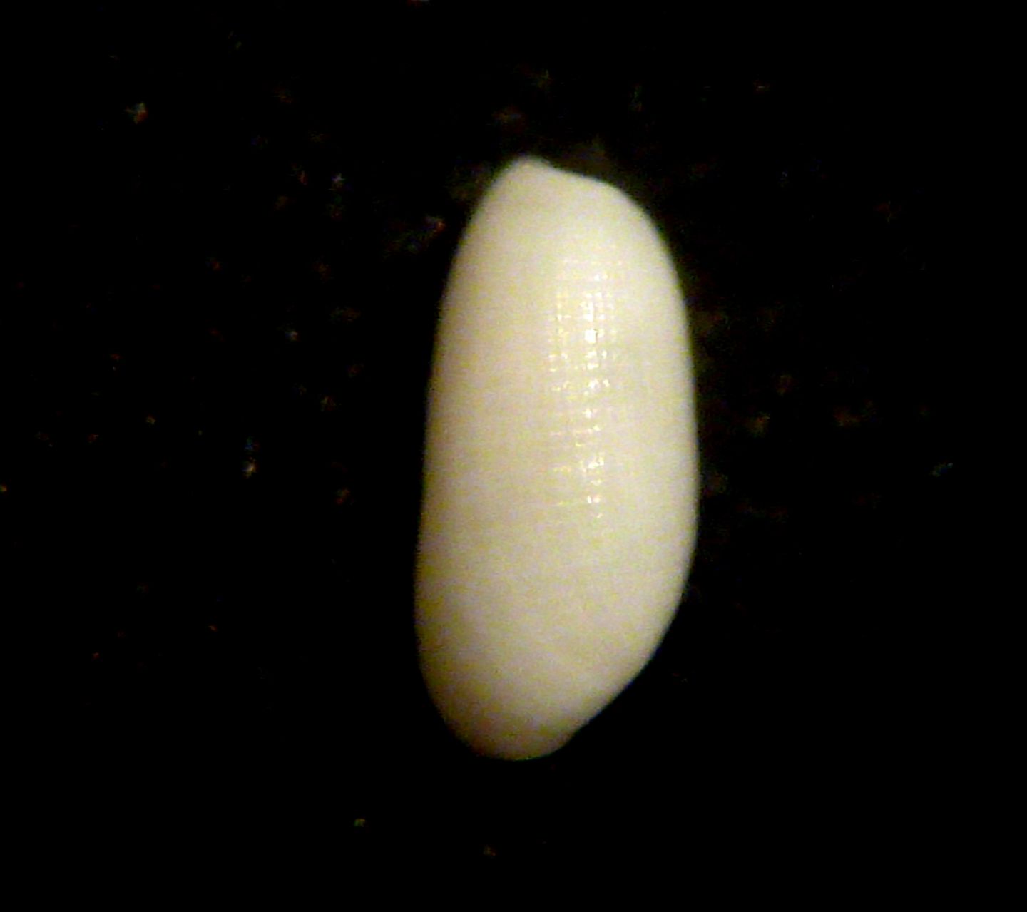Retusa crebrisculpta?