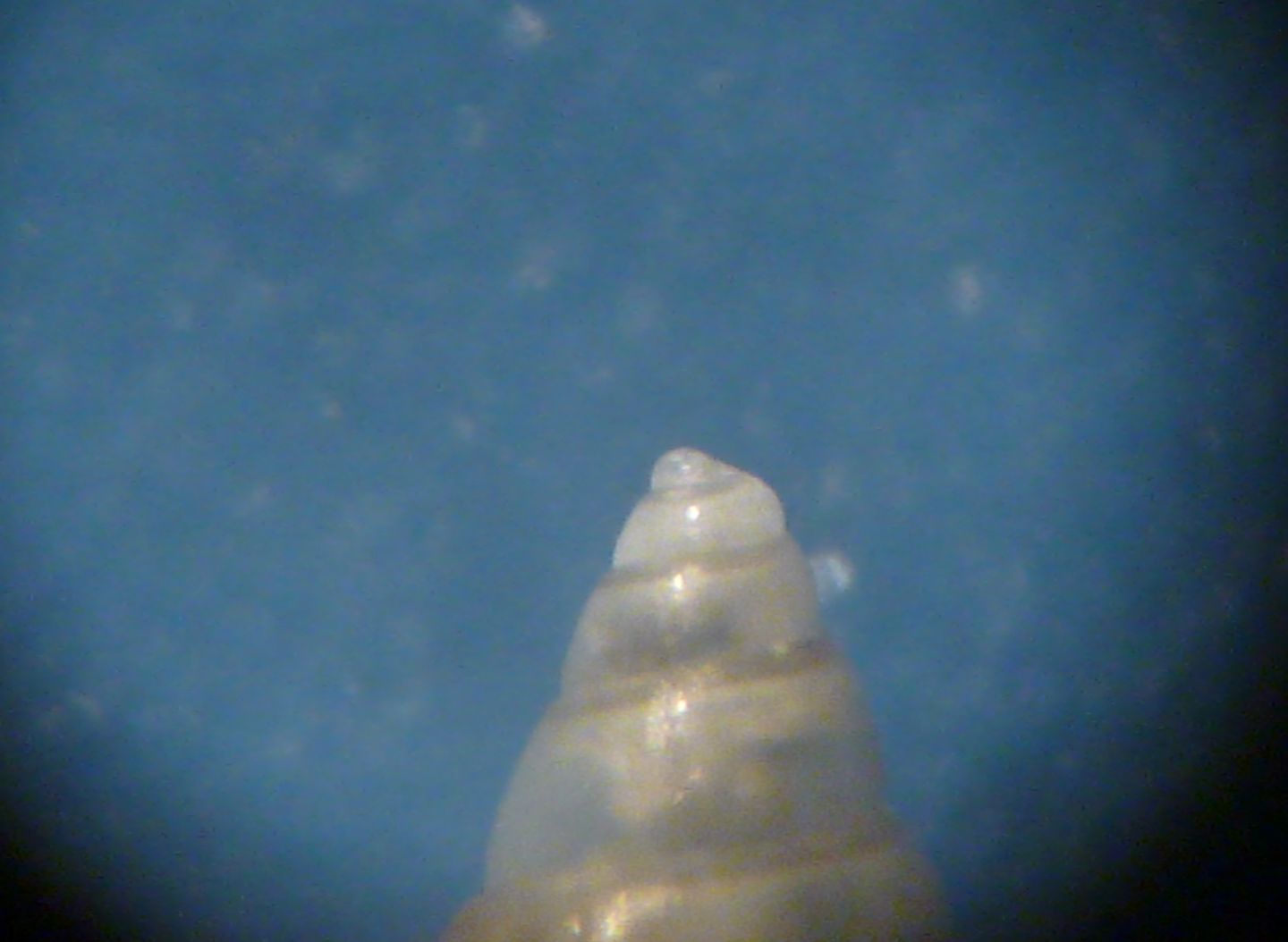 Odostomia eulimoides?