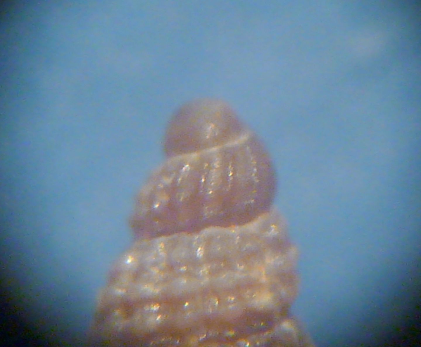 Piccola Chauvetia
