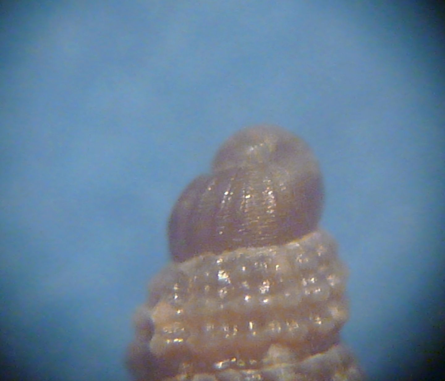 Piccola Chauvetia