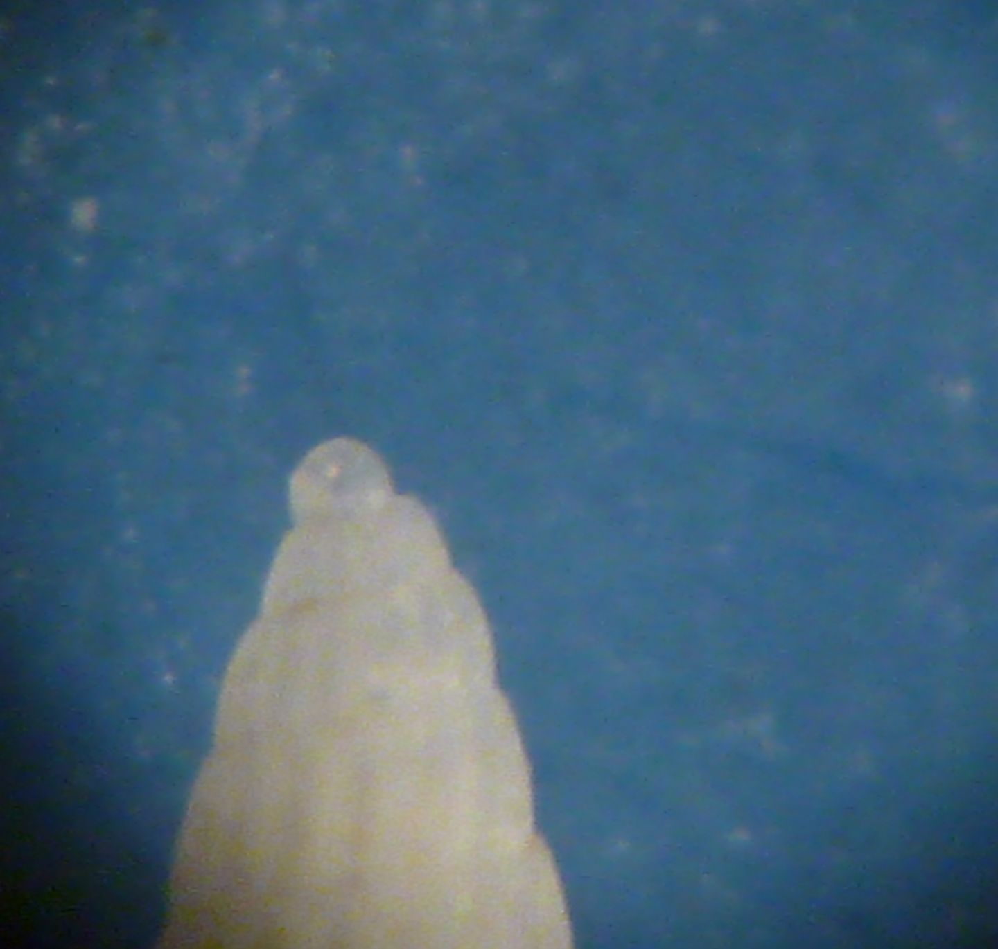 Piccola Turbonilla da determinare