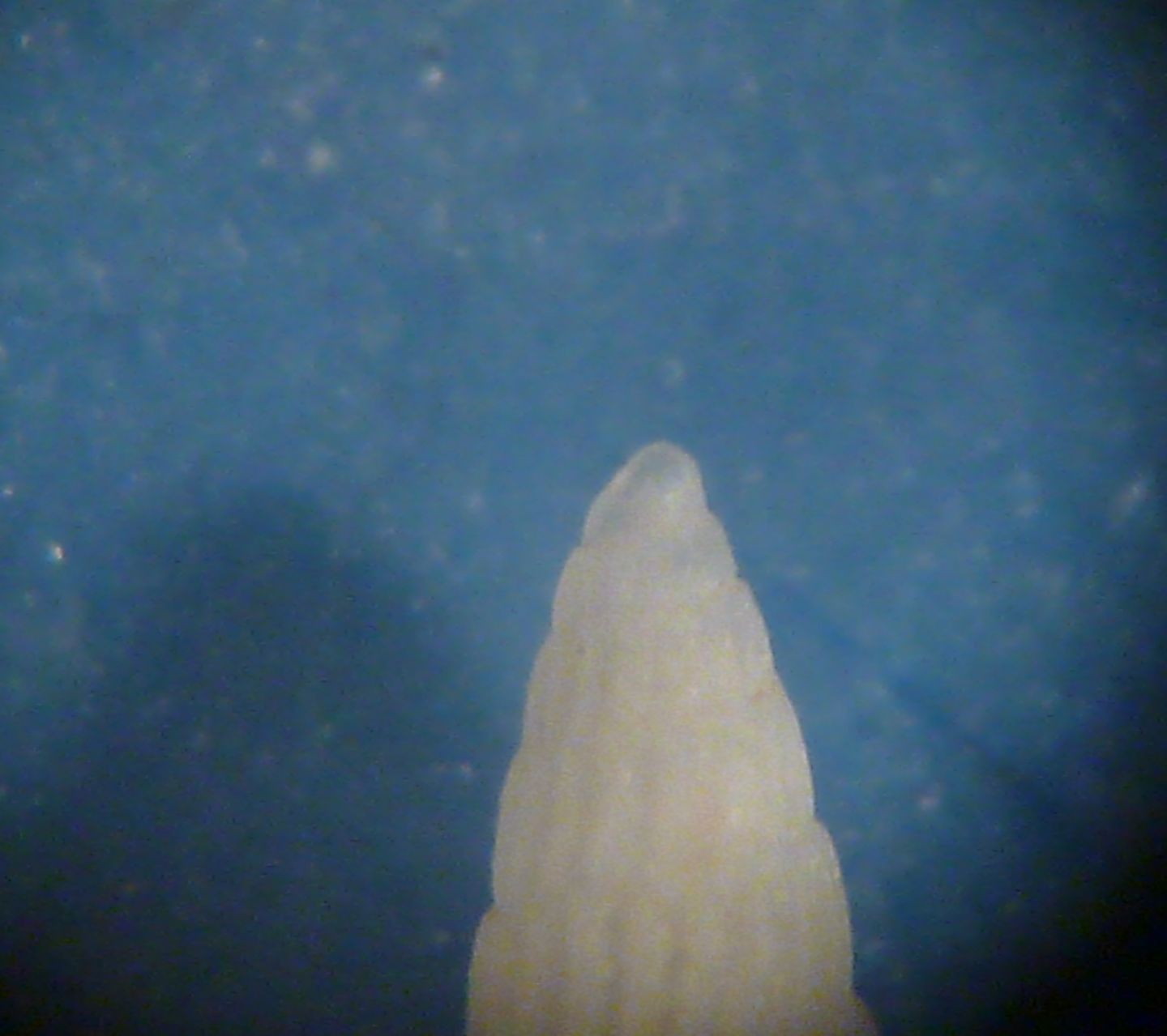 Piccola Turbonilla da determinare