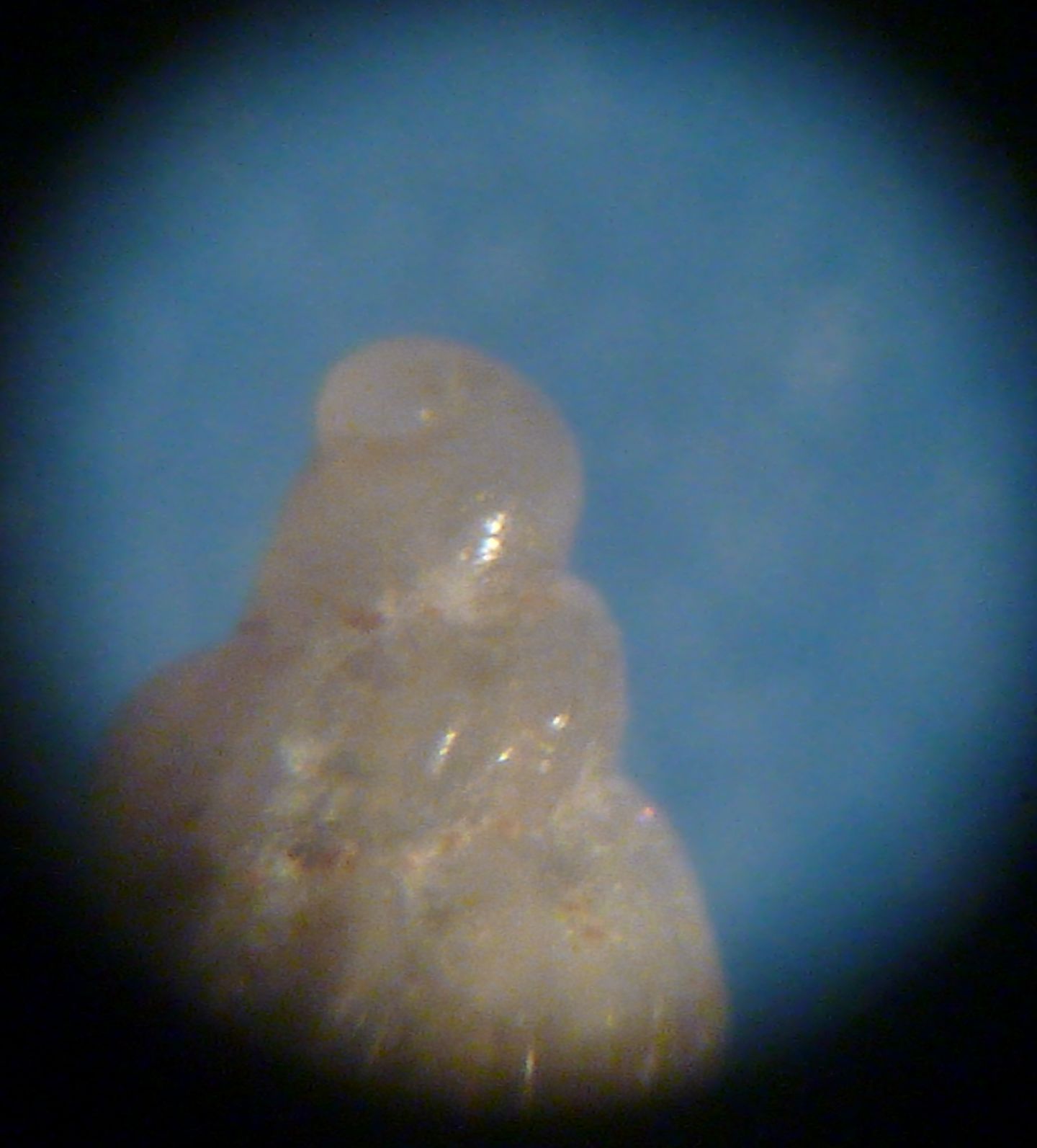 Mangelia multilineolata?