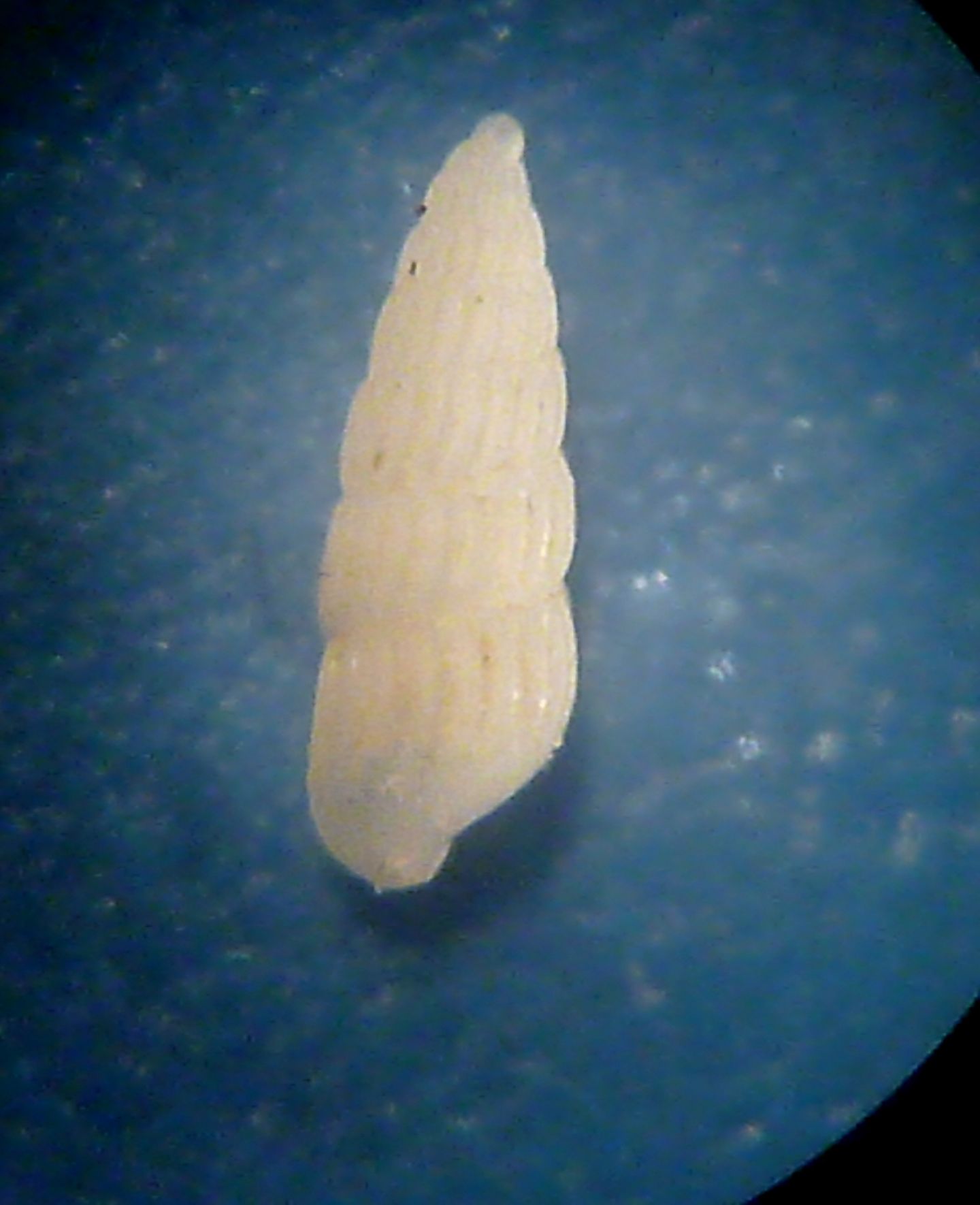 Piccola Turbonilla da determinare