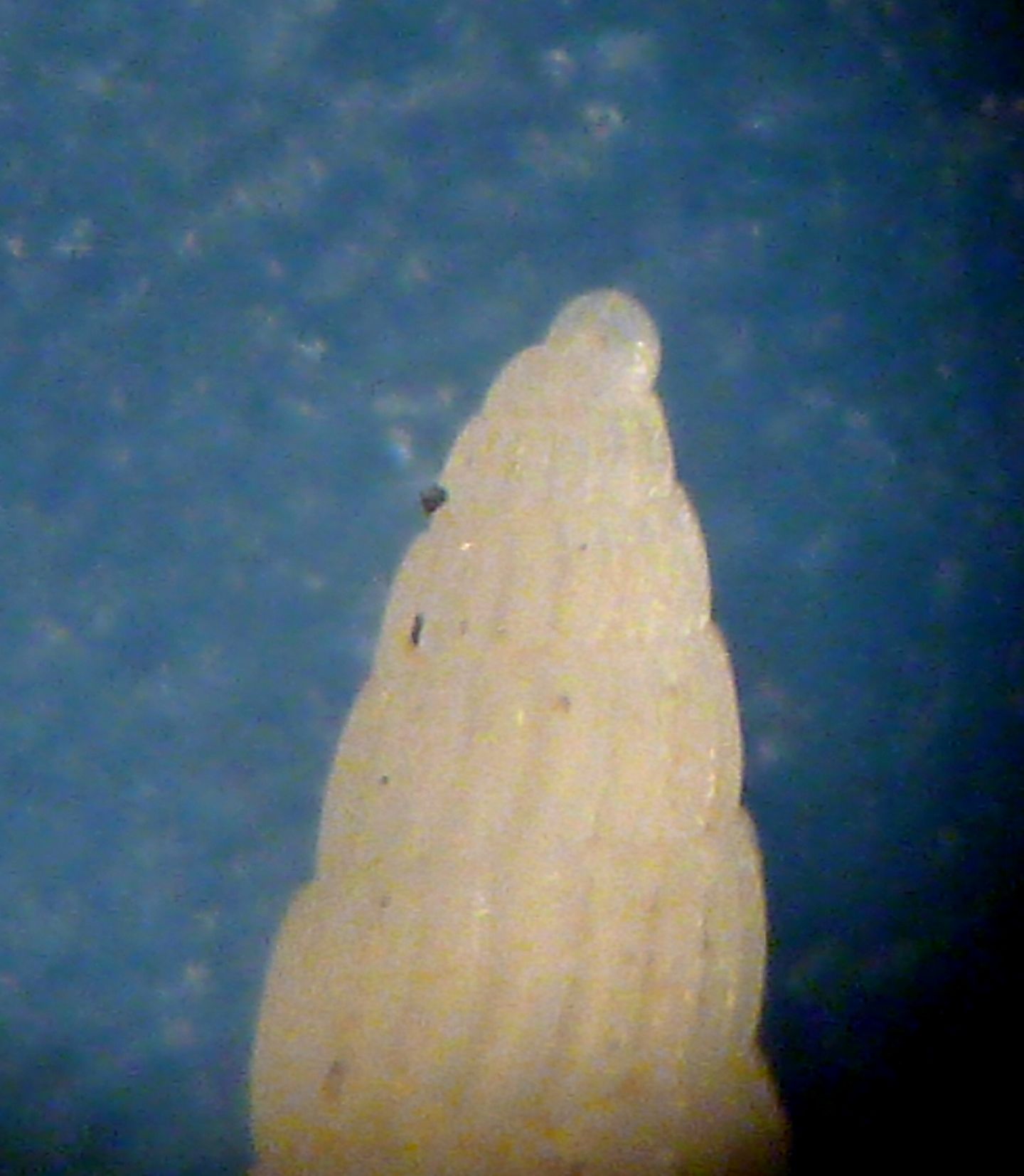 Piccola Turbonilla da determinare