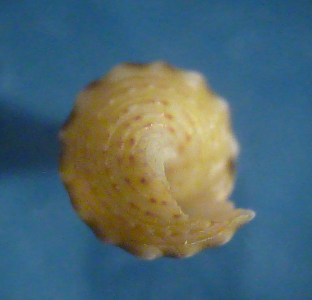 Giovane trochide da determinare