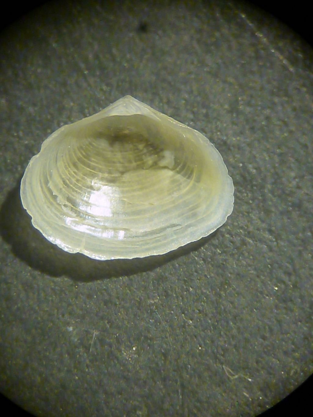 bivalve da determinare