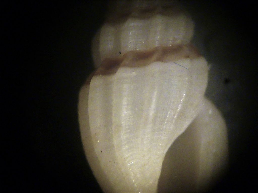 Mangelia da determinare