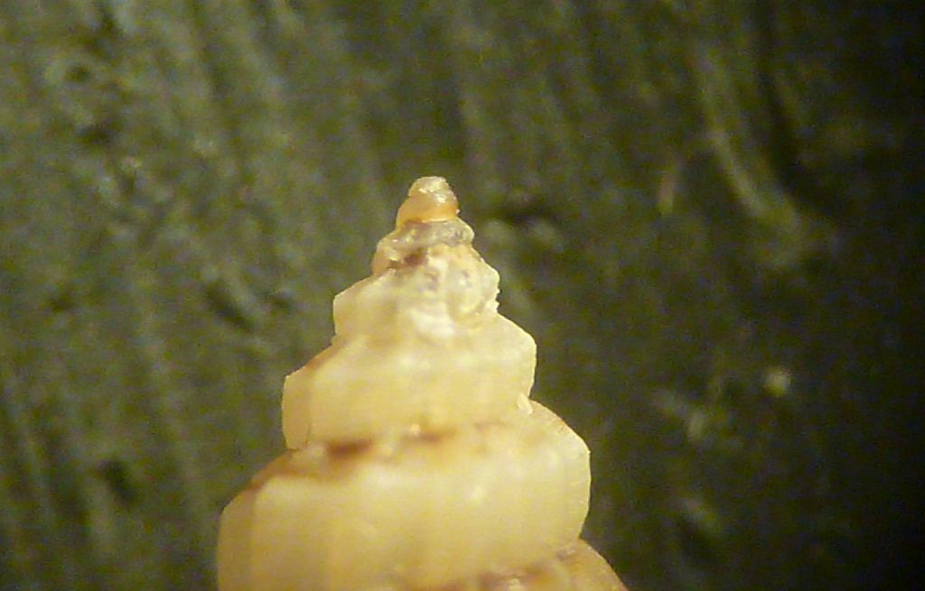 Mangelia da determinare