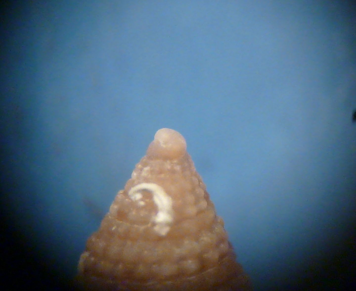 Mitromorpha mariottinii?