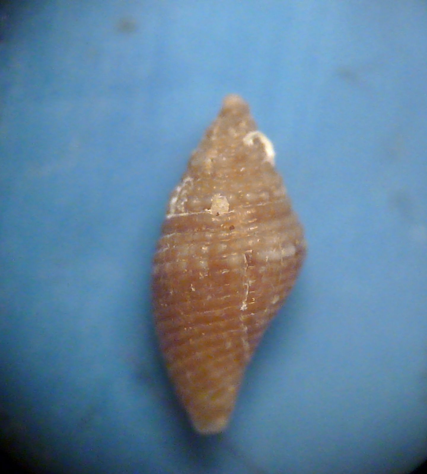 Mitromorpha mariottinii?