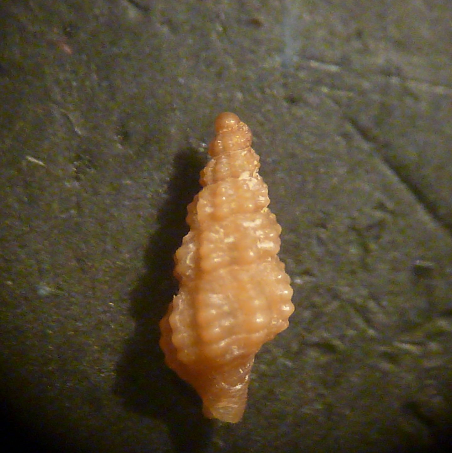 Chauvetia procerula?