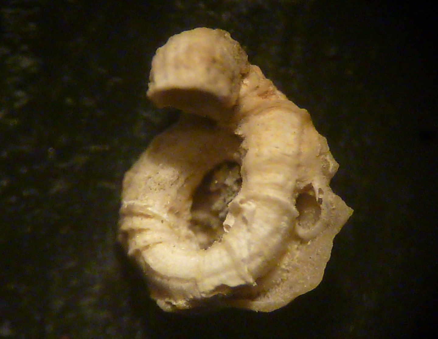 Vermetus triquetrus o cristatus? , Natura Mediterraneo | Forum ...