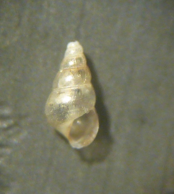 Setia , Crisilla o tutt''altro?