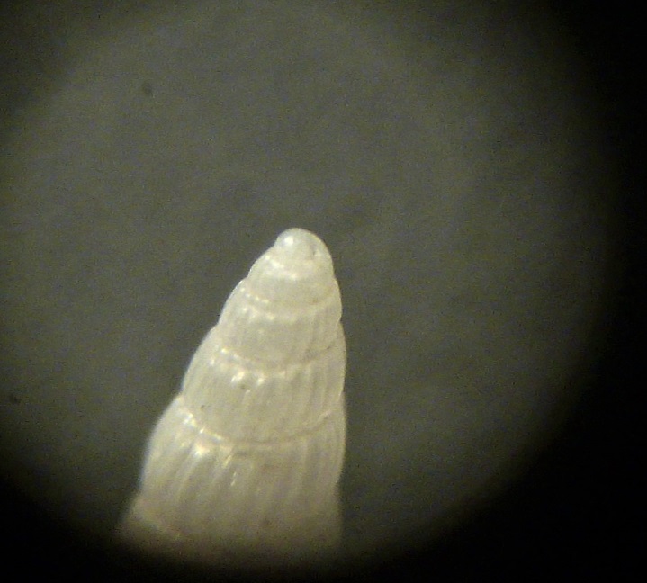 Parthenina da determinare