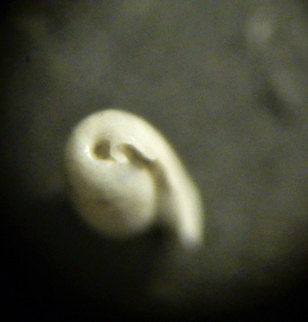 Retusa da determinare