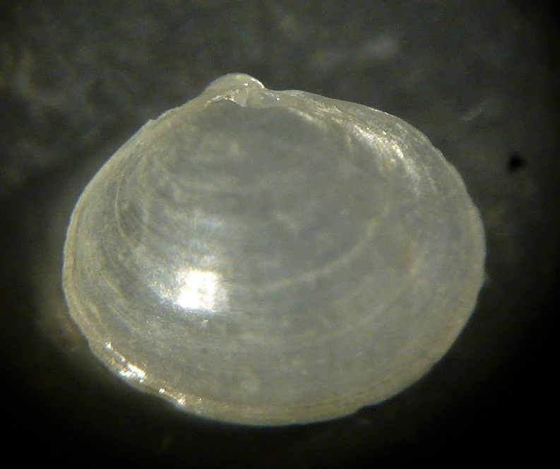 Piccolo bivalve da determinare