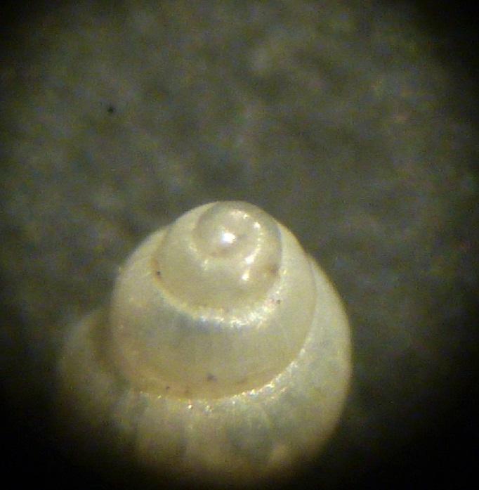 Obtusella macilenta?