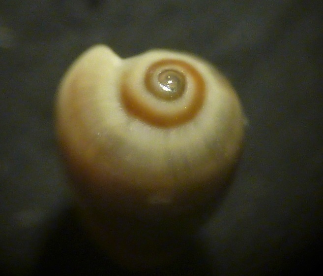 Gibberula da determinare