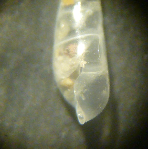 Eulimidi da determinare