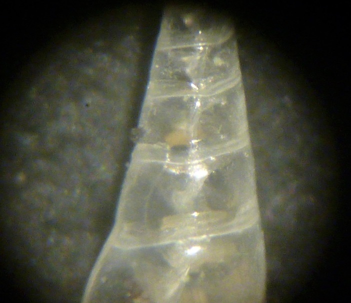 Eulimidi da determinare