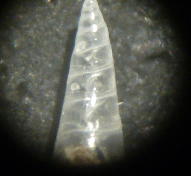 Eulimidi da determinare