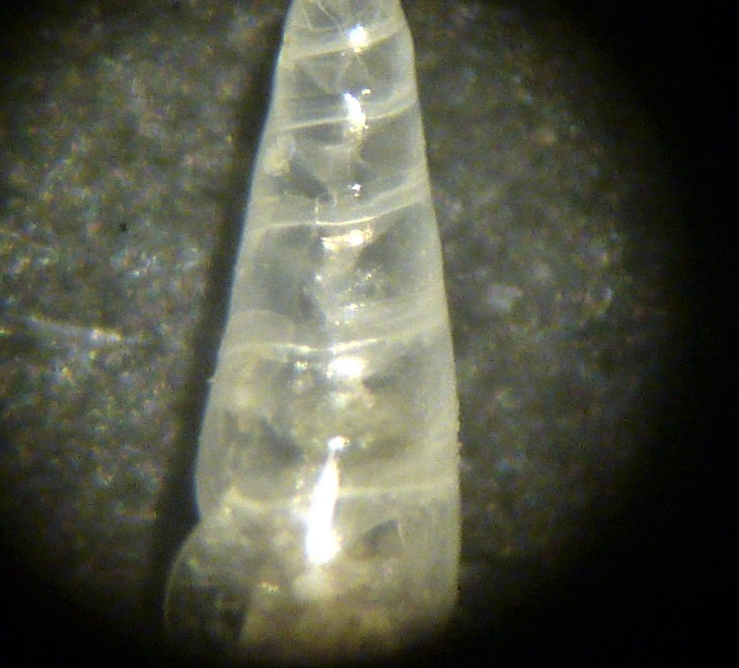 Eulimidi da determinare