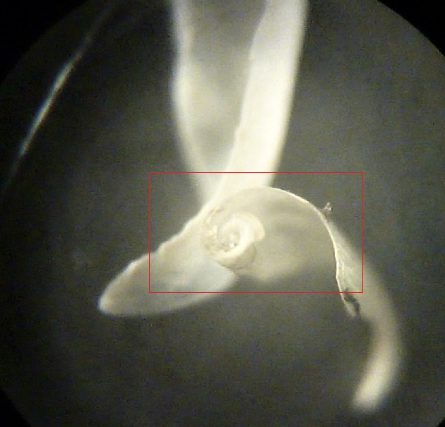 gasteropode (?) da determinare