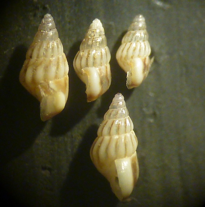 Pusillina 1