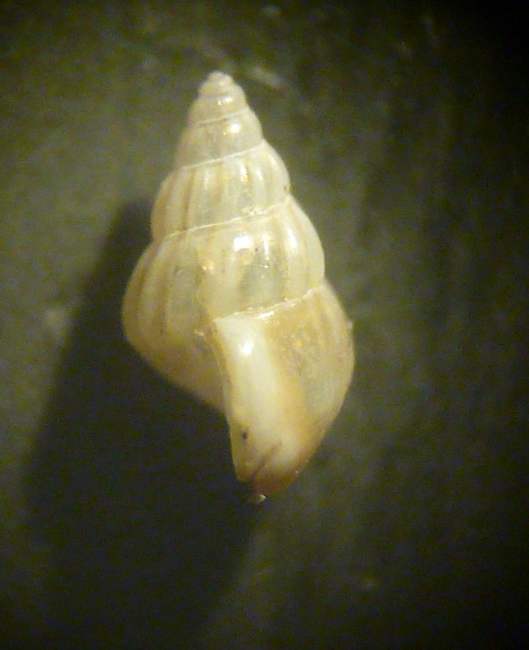Pusillina2
