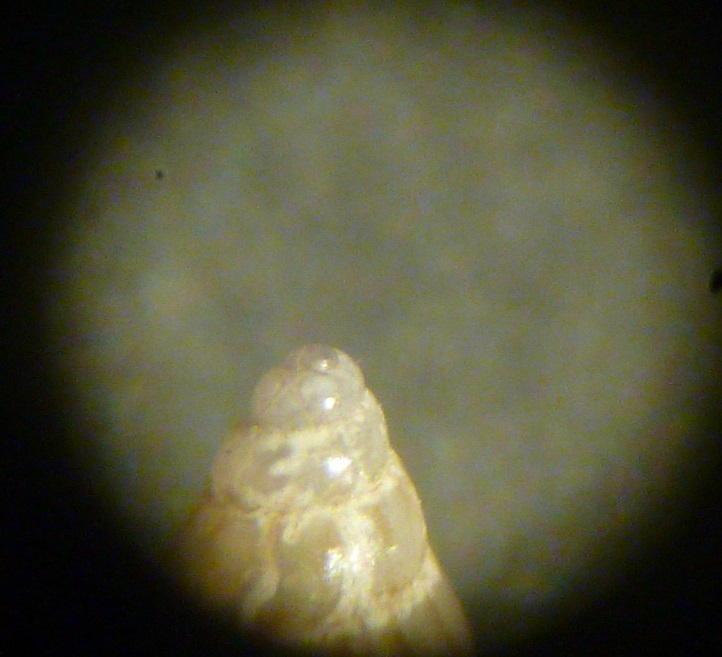 Pusillina2